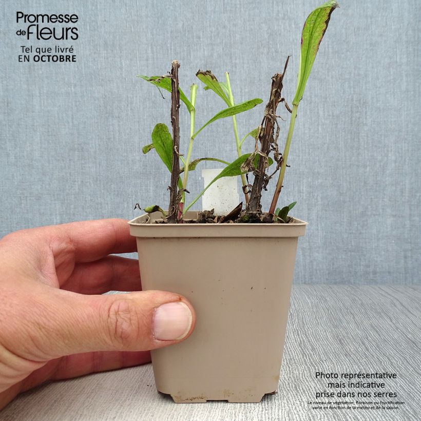 Esimerkki syksyllä toimitetusta Syyshohdekukka Kugelsonne 8/9 cm taimiruukku-taimesta