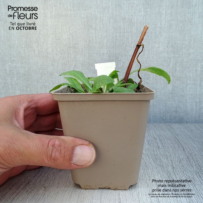 Esimerkki syksyllä toimitetusta Syyshohdekukka Kupferswerg 8/9 cm taimiruukku-taimesta