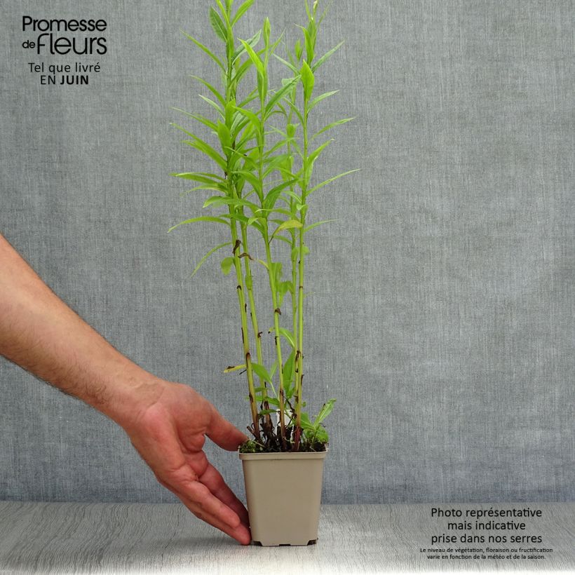 Esimerkki kesällä toimitetusta Syyshohdekukka Poncho Godet de 8/9 cm-taimesta