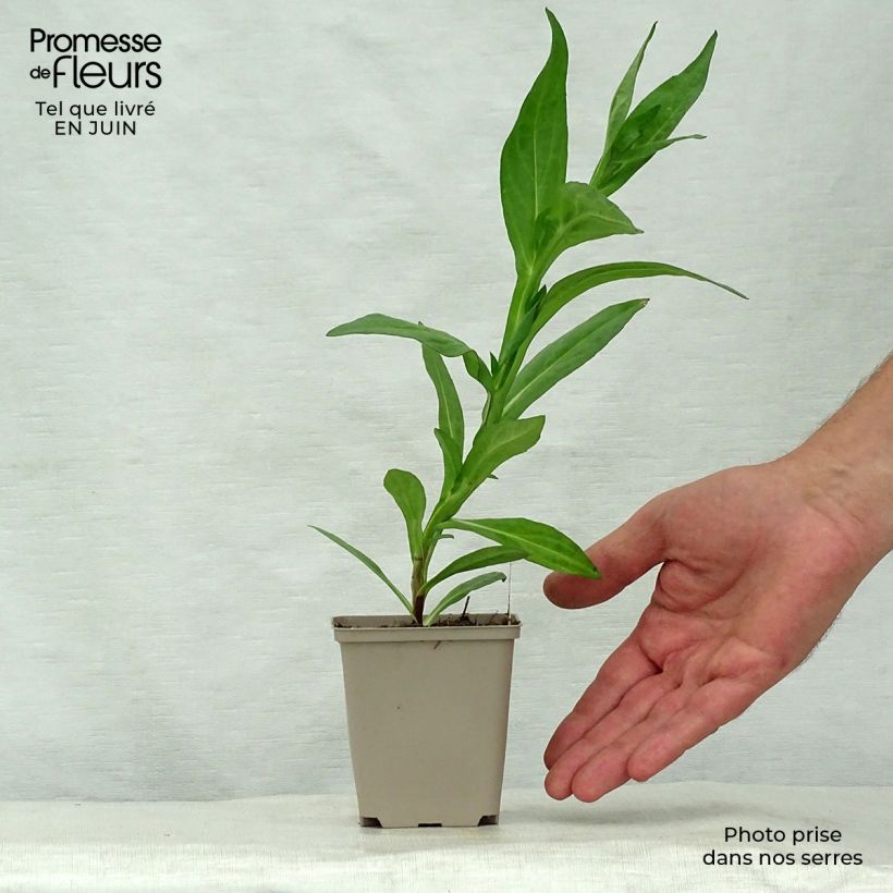 Esimerkki kesällä toimitetusta Syyshohdekukka Sahin's Early Flowerer Godet de 8/9 cm-taimesta