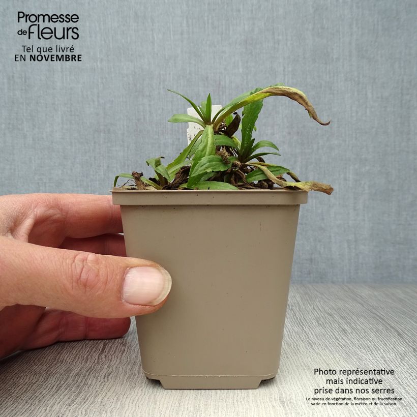 Esimerkki syksyllä toimitetusta Syyshohdekukka Mariachi Siesta 8/9 cm taimiruukku-taimesta