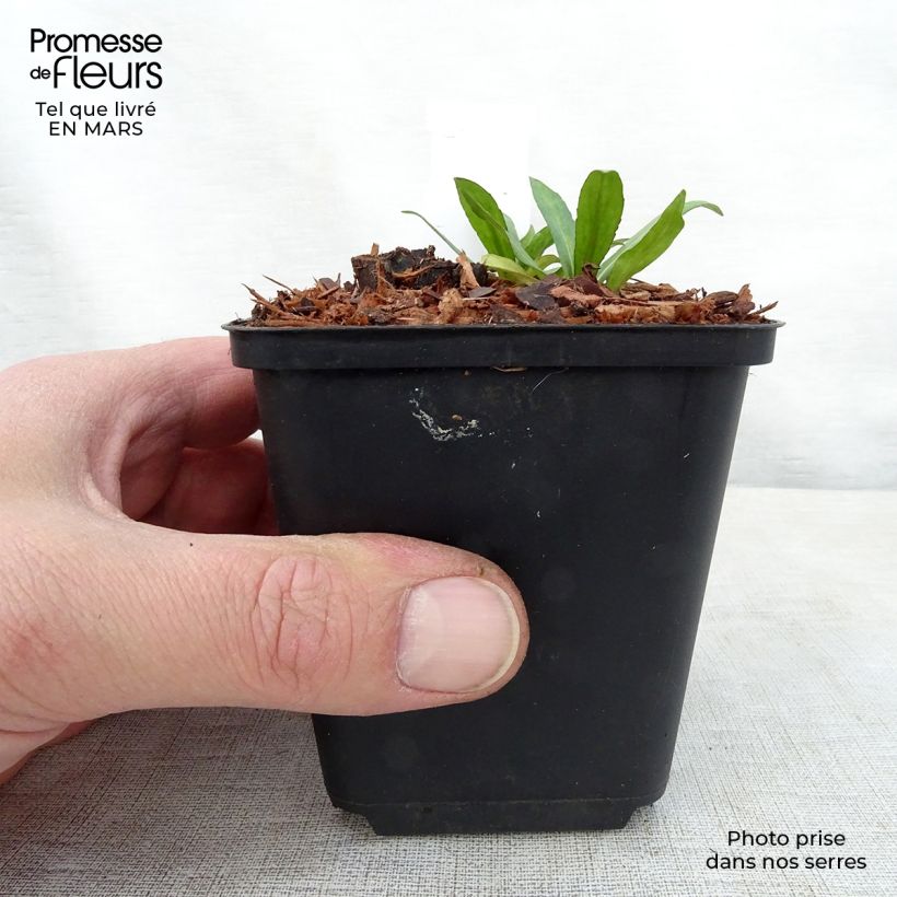 Esimerkki keväällä toimitetusta Syyshohdekukka Zimbelstern Godet de 8/9 cm-taimesta
