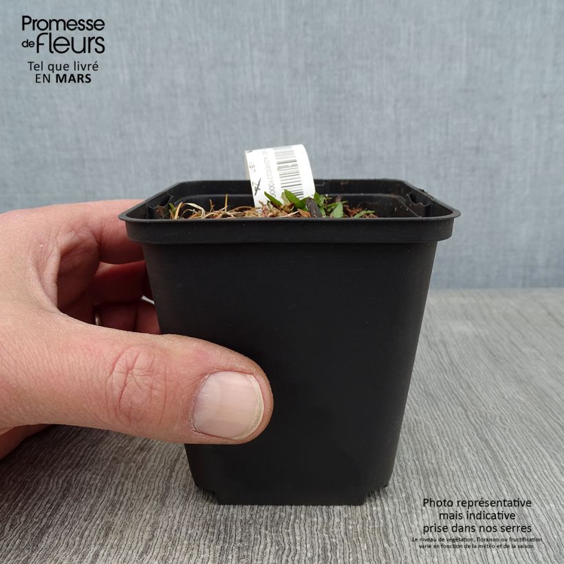 Esimerkki talvella toimitetusta Syyshohdekukka Zimbelstern 8/9 cm taimiruukku-taimesta