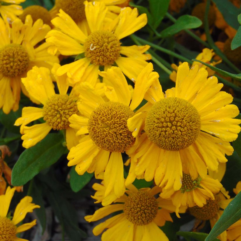 Syyshohdekukka Pumilum Magnificum (Kukinta)