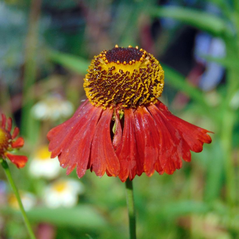 Syyshohdekukka Moerheim Beauty (Kukinta)