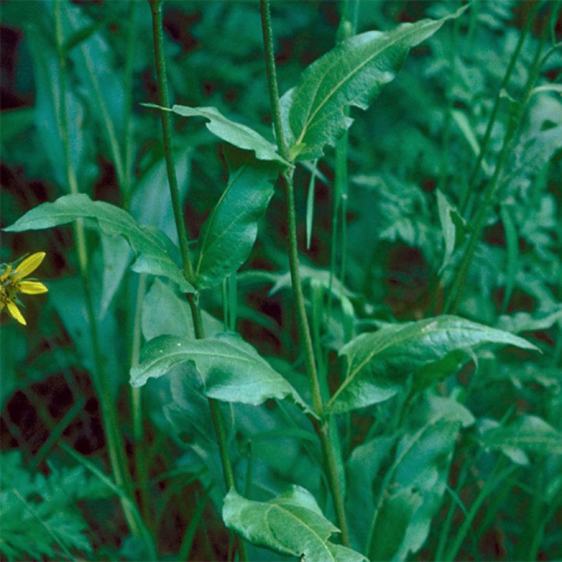 Helianthella quinquernervis (Lehvistö)