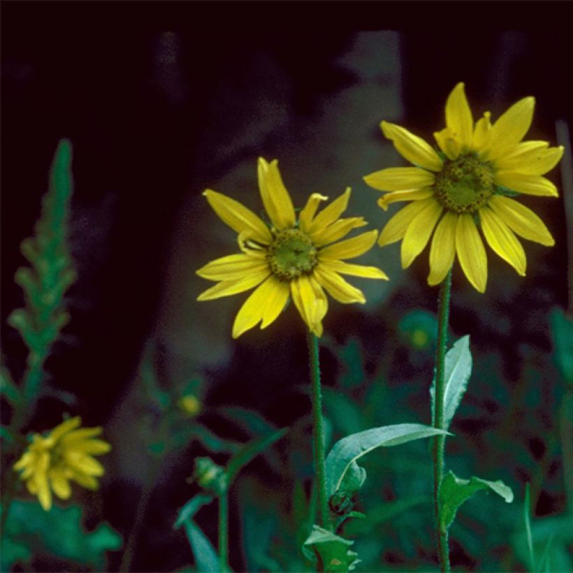 Helianthella quinquernervis (Kukinta)