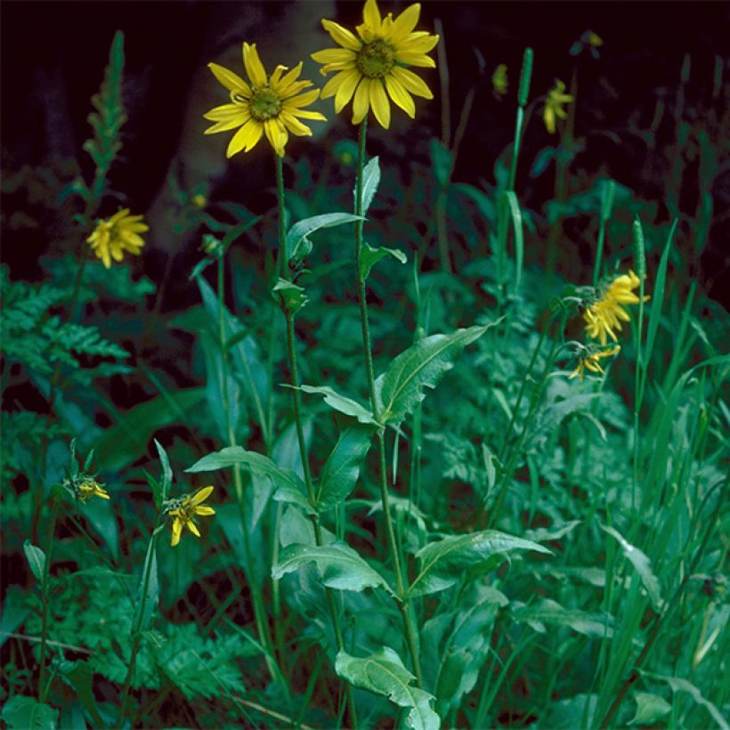 Helianthella quinquernervis (Kasvutapa)