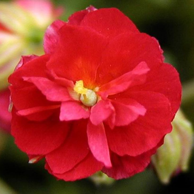 Päivännouto Cerise Queen (Kukinta)