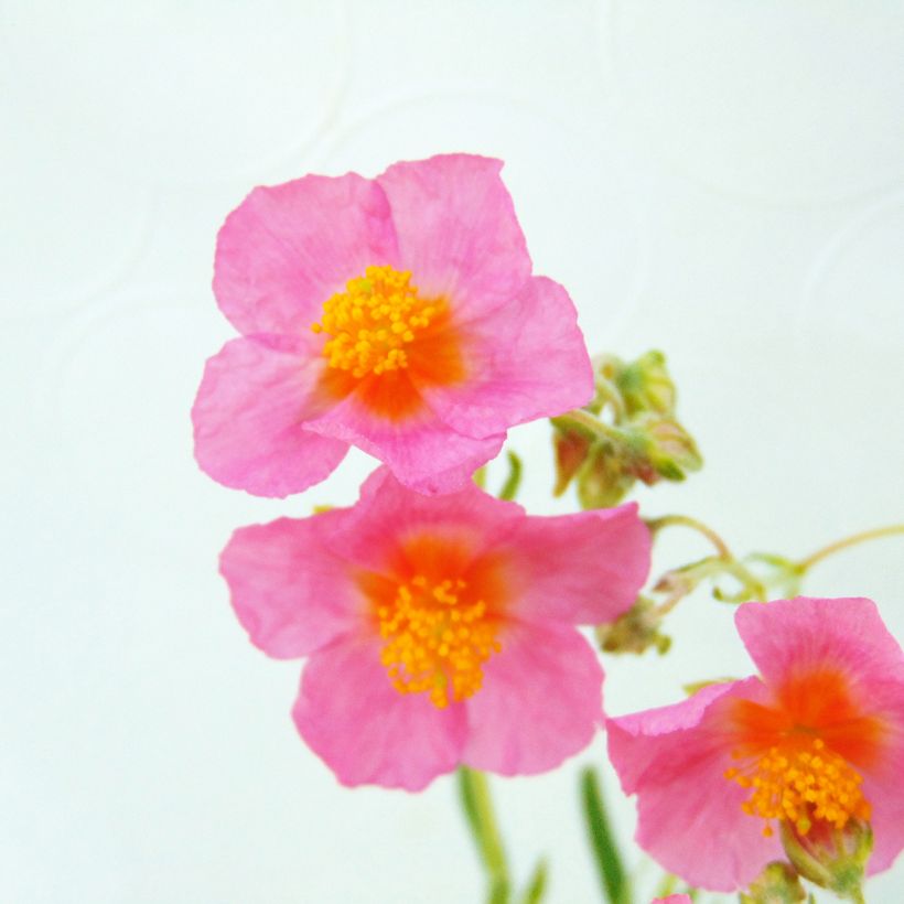 Päivännouto Lawrenson's Pink (Kukinta)