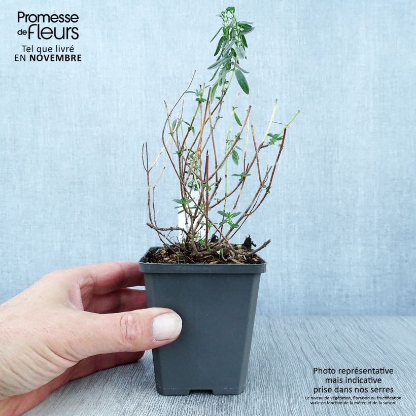 Esimerkki syksyllä toimitetusta Päivännouto Lawrenson's Pink 8/9 cm taimiruukku-taimesta