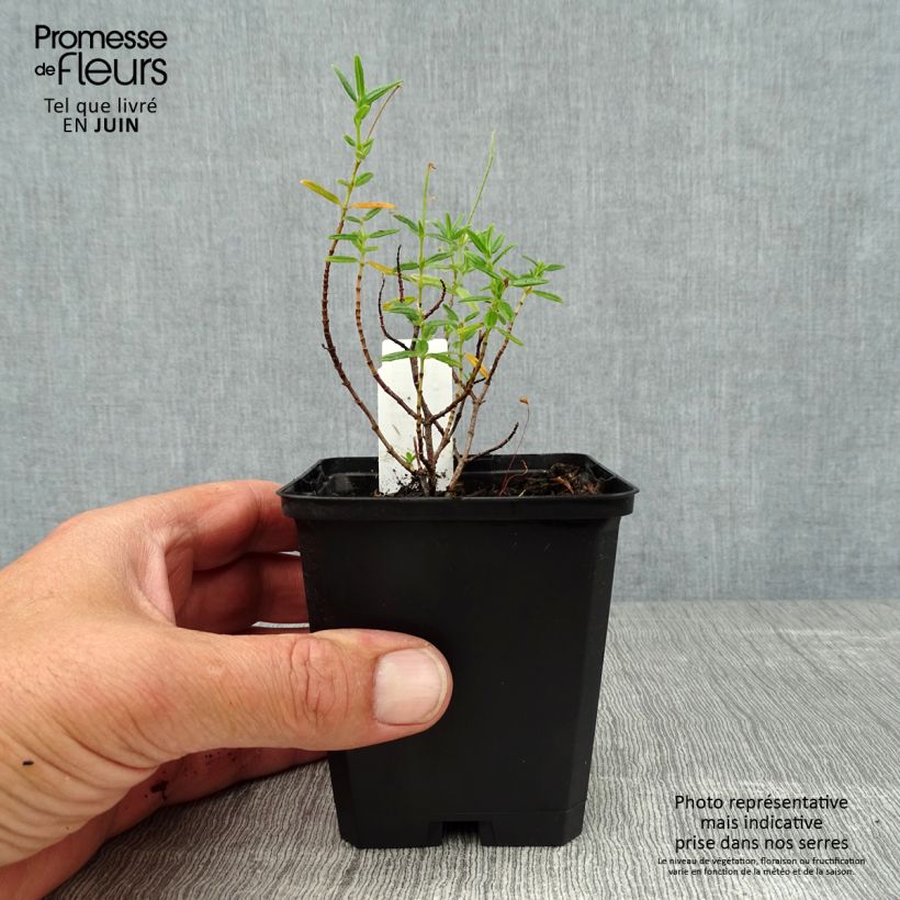 Esimerkki kesällä toimitetusta Päivännouto Lawrenson's Pink Godet de 8/9 cm-taimesta