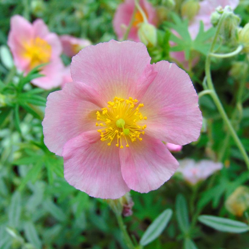 Päivännouto Rhodanthe Carneum (Kukinta)