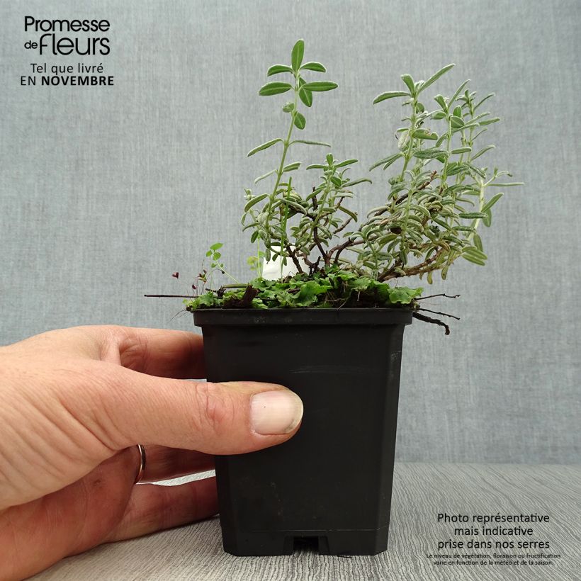 Esimerkki syksyllä toimitetusta Päivännouto Rhodanthe Carneum 8/9 cm taimiruukku-taimesta