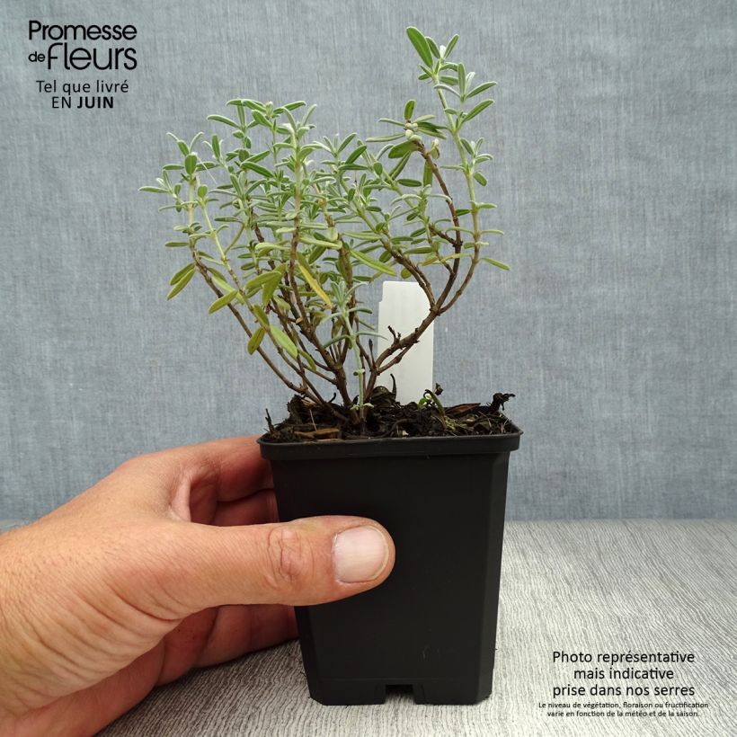 Esimerkki kesällä toimitetusta Päivännouto Rhodanthe Carneum Godet de 8/9 cm-taimesta