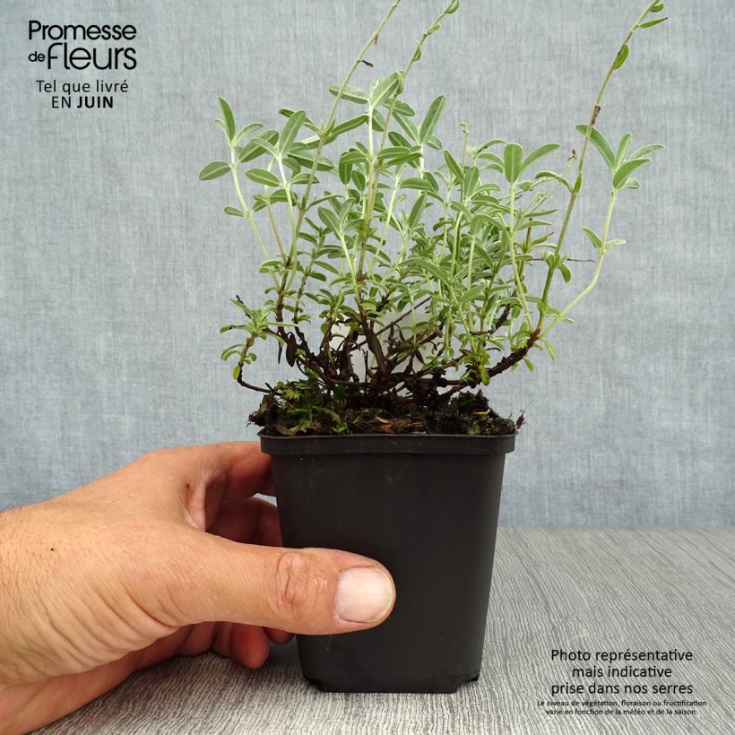 Esimerkki kesällä toimitetusta Päivännouto The Bride Godet de 8/9 cm-taimesta