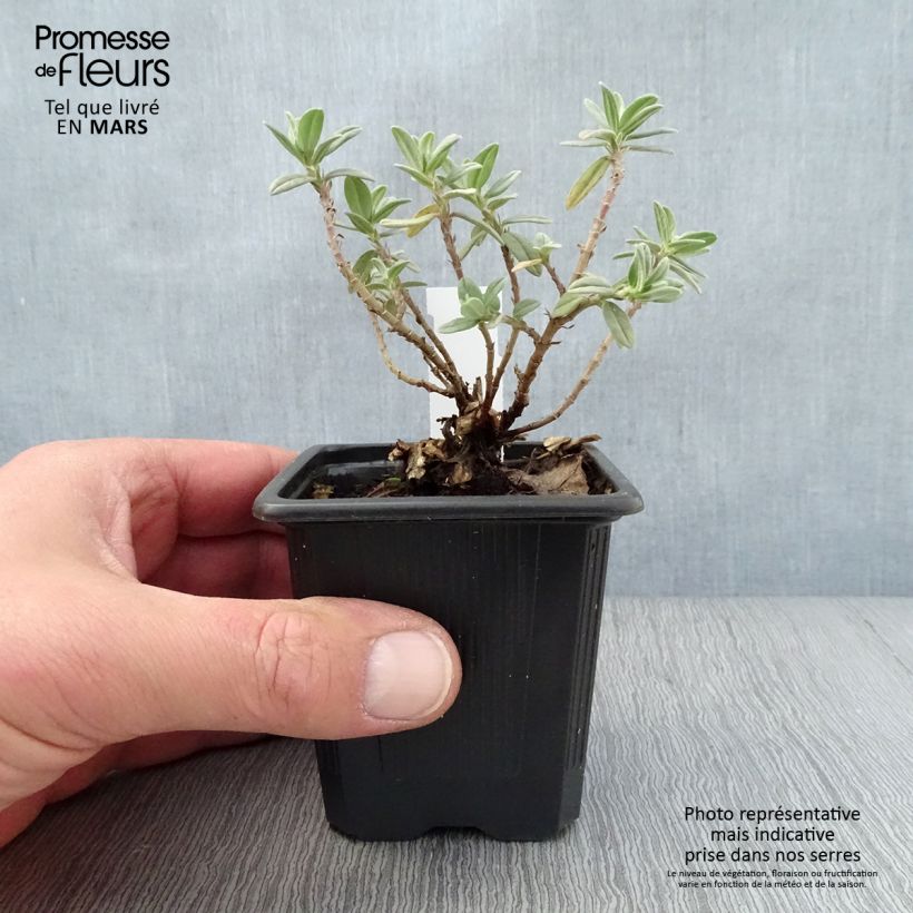 Esimerkki keväällä toimitetusta Päivännouto Tomato Red Godet de 8/9 cm-taimesta