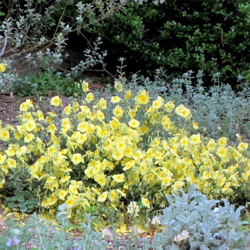 Päivännouto Wisley Primrose (Kukinta)