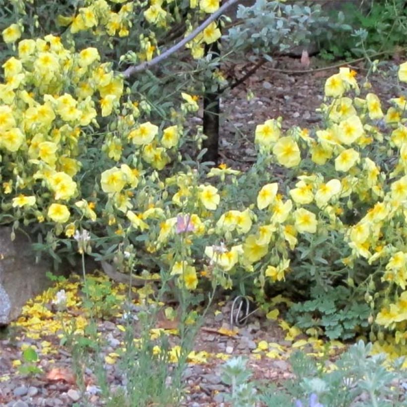 Päivännouto Wisley Primrose (Kasvutapa)
