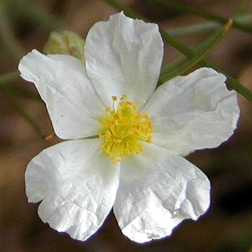 Valkopäivännouto - Helianthemum apenninum (Kukinta)