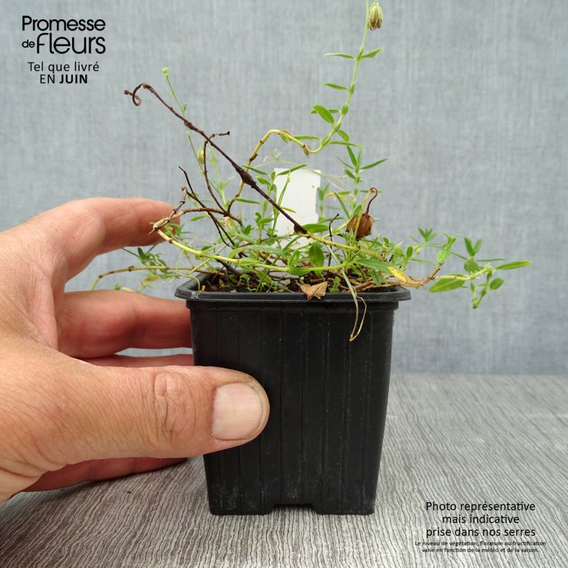 Esimerkki kesällä toimitetusta Päivännouto - Helianthemum nummularium Godet de 8/9 cm-taimesta
