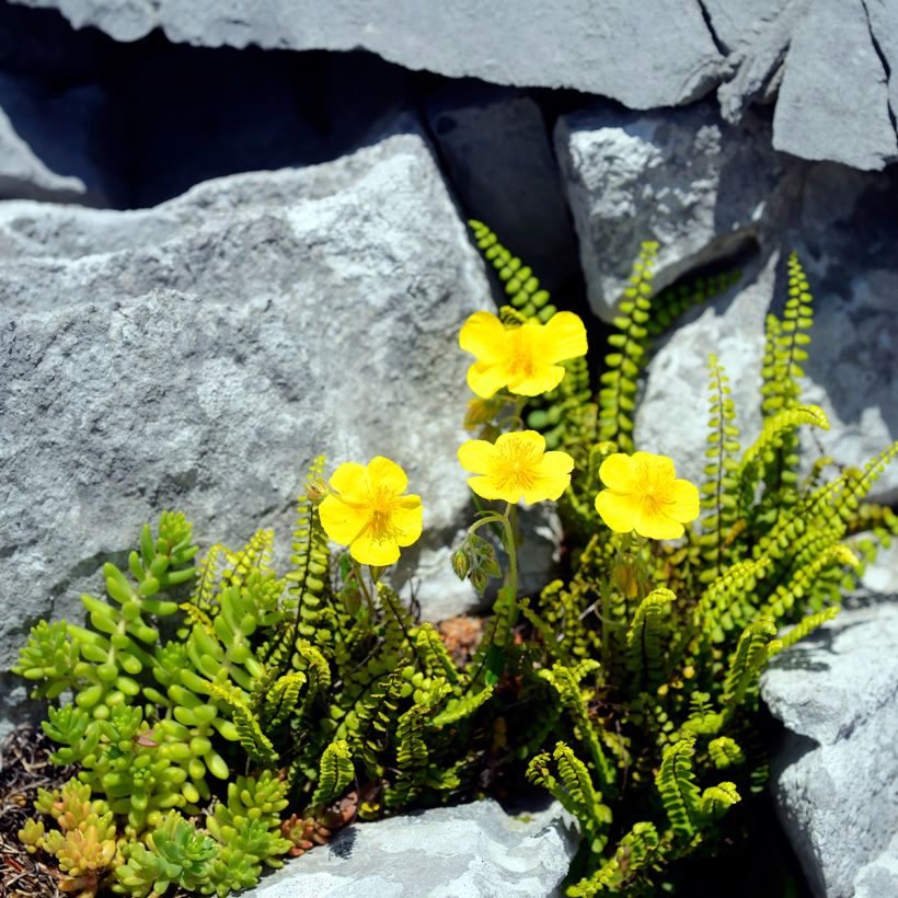 Päivännouto - Helianthemum nummularium (Kasvutapa)