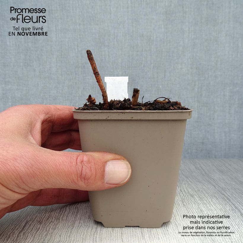 Esimerkki syksyllä toimitetusta Kulta-auringonkukka Plenus 8/9 cm taimiruukku-taimesta