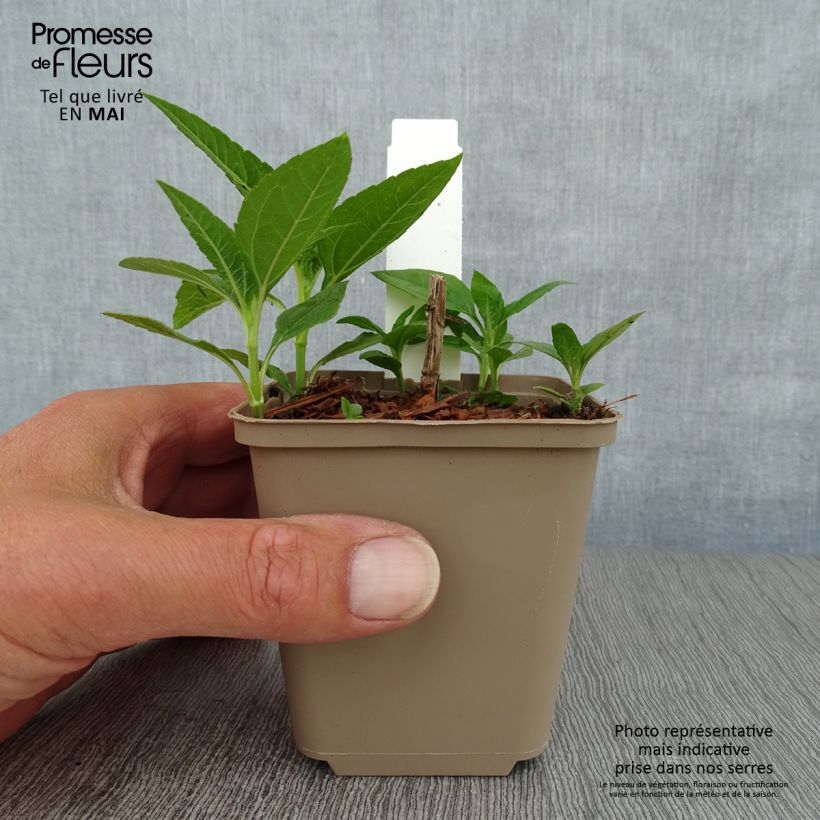 Esimerkki keväällä toimitetusta Kulta-auringonkukka Plenus Taimiruukku 8/9 cm-taimesta