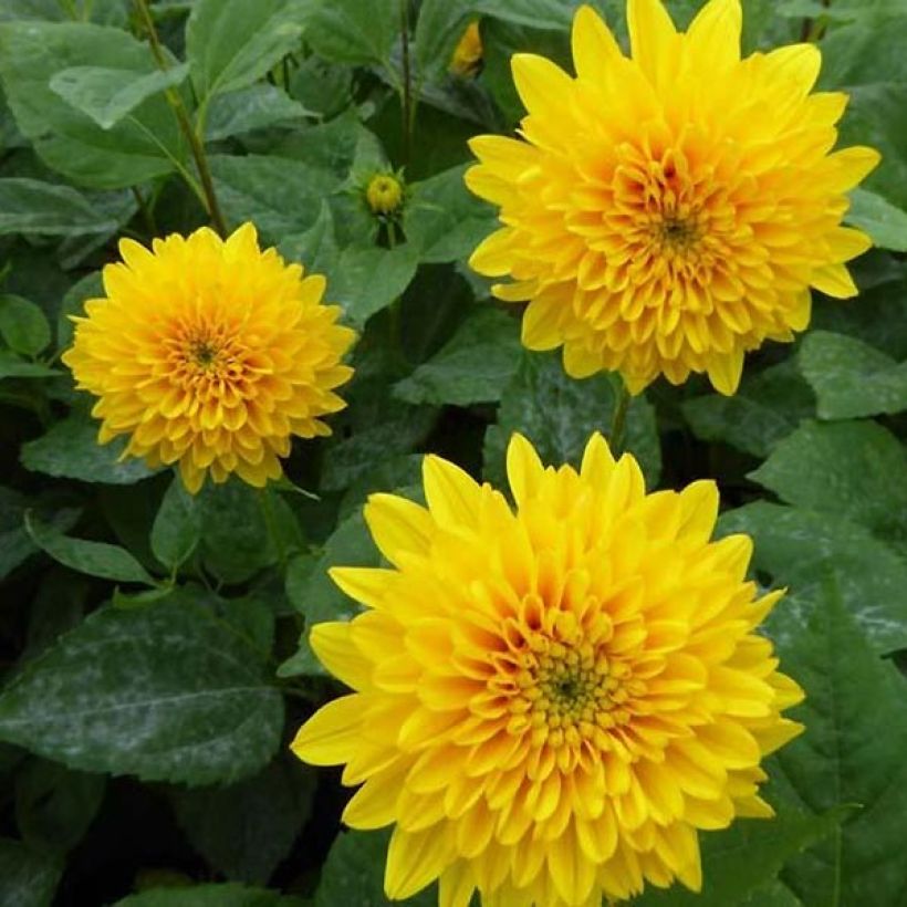 Kulta-auringonkukka Soleil d'Or (Kukinta)