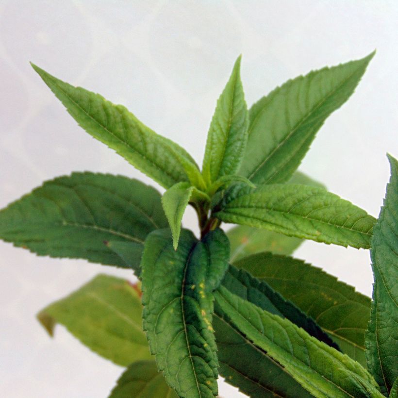 Jaloauringonkukka Lemon Queen (Lehvistö)