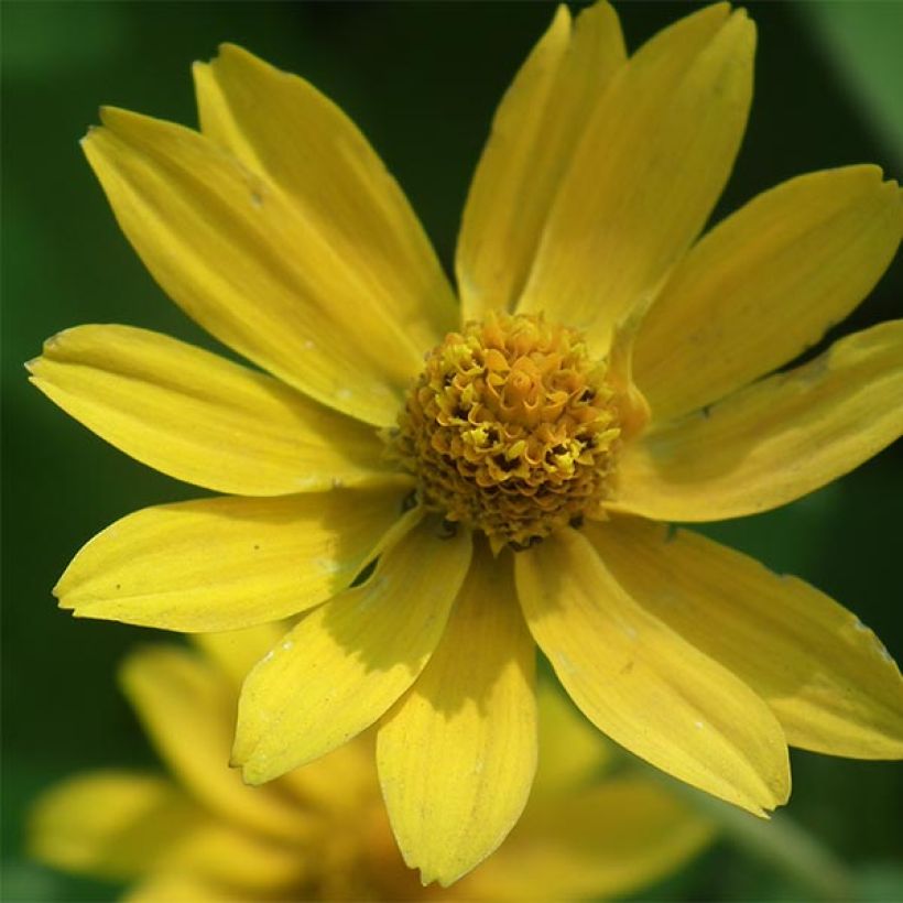 Isoauringonkukka - Helianthus microcephalus (Kukinta)