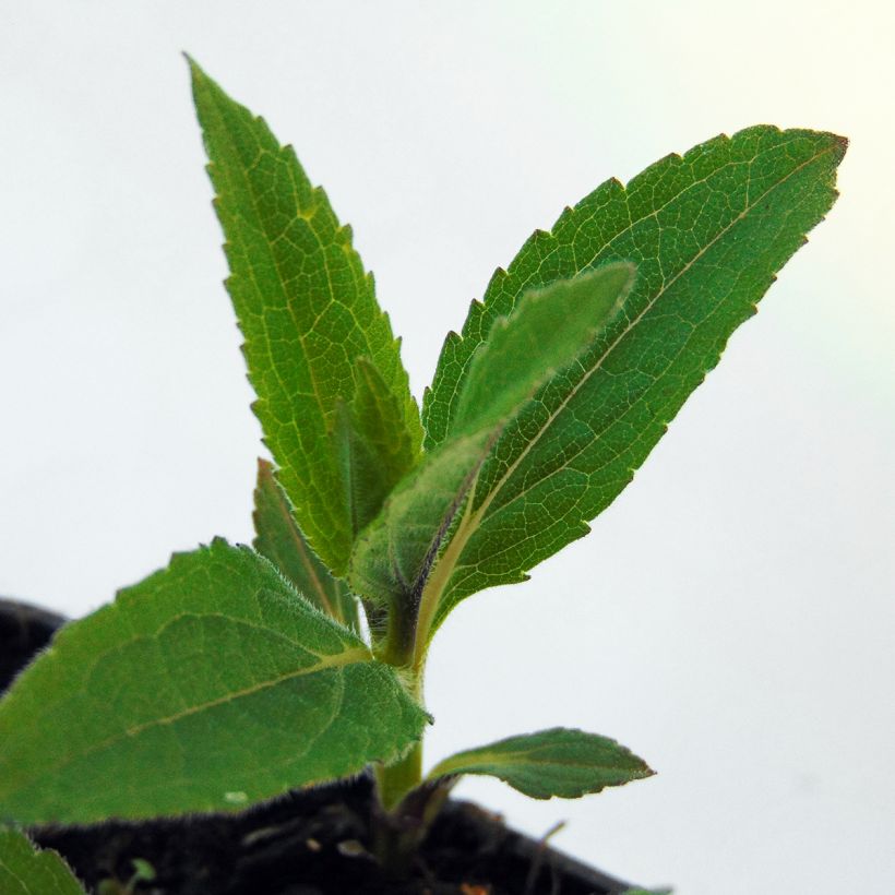Isoauringonkukka - Helianthus microcephalus (Lehvistö)
