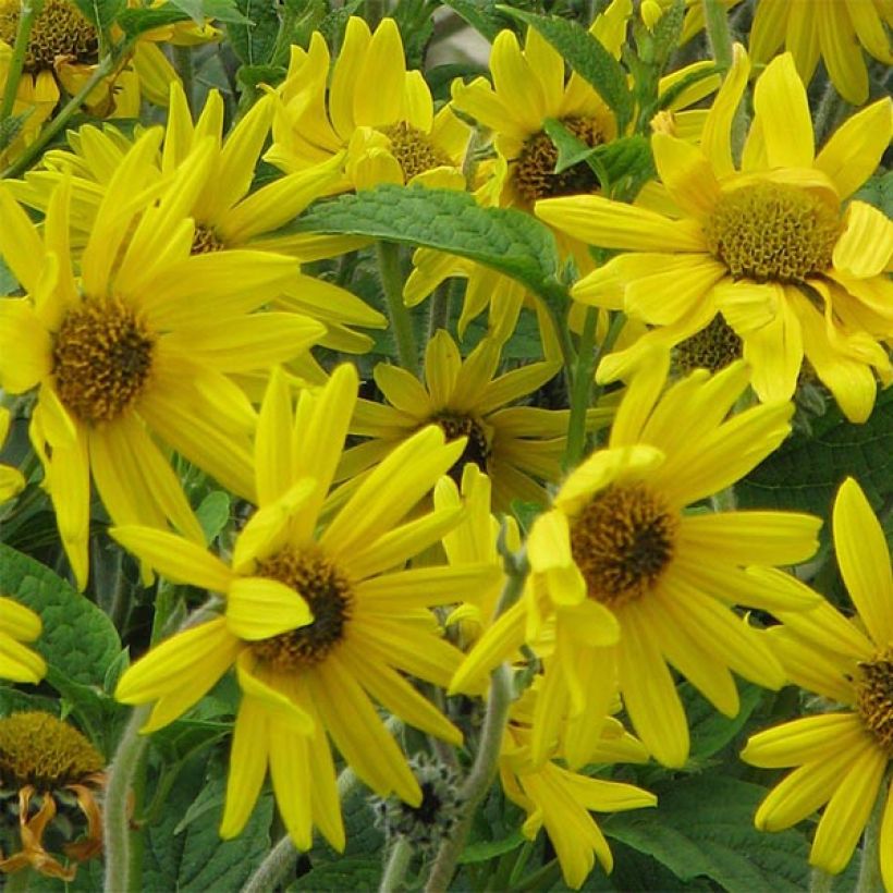 Nukka-auringonkukka - Helianthus mollis (Kukinta)