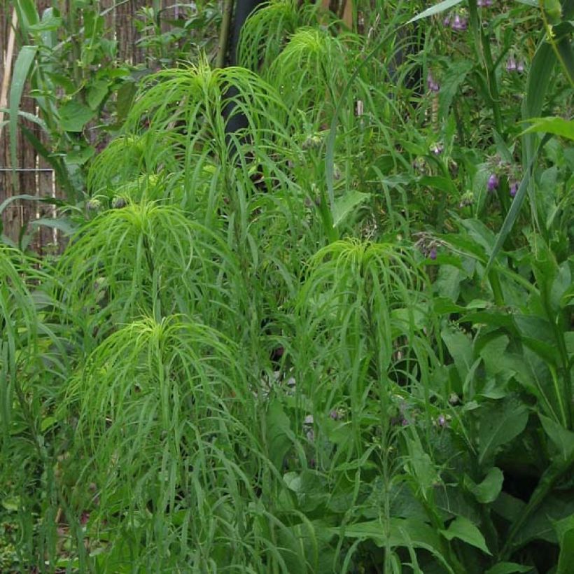 Nauha-auringonkukka - Helianthus salicifolius (Kasvutapa)