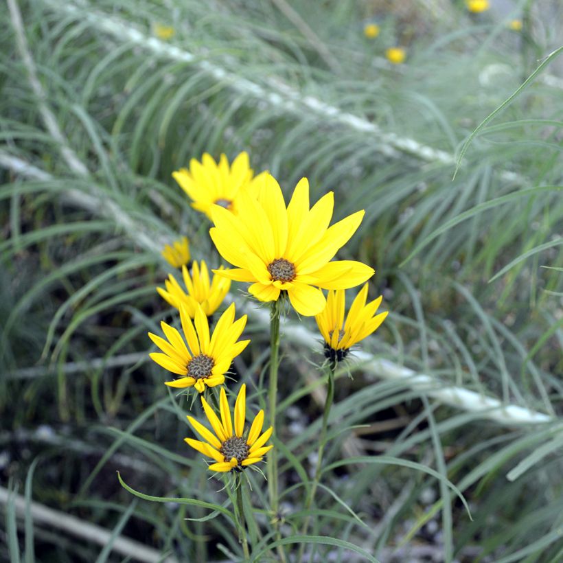 Nauha-auringonkukka - Helianthus salicifolius (Kukinta)