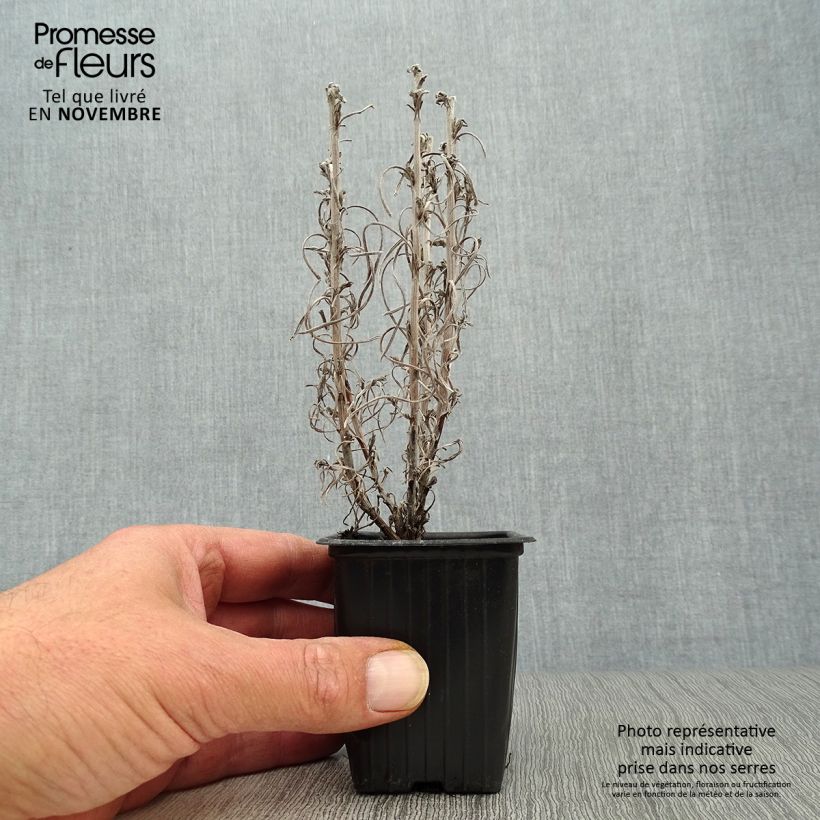 Esimerkki syksyllä toimitetusta Mausteolkikukka - Helichrysum italicum subsp. serotinum 7/8 cm taimiruukku-taimesta