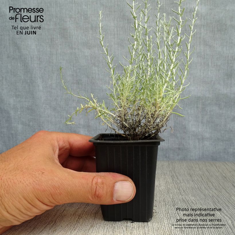 Esimerkki kesällä toimitetusta Mausteolkikukka - Helichrysum italicum subsp. serotinum Taimiruukku 7/8 cm-taimesta