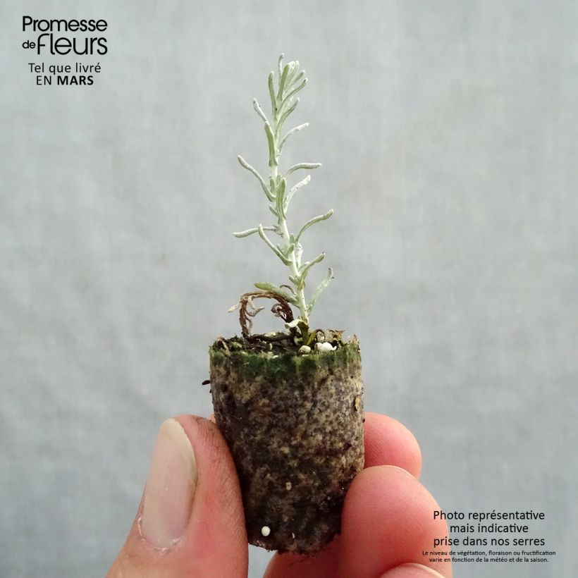 Esimerkki keväällä toimitetusta Mausteolkikukka taimena - Helichrysum italicum Minipaakku Ø 1,5/2,5 cm-taimesta