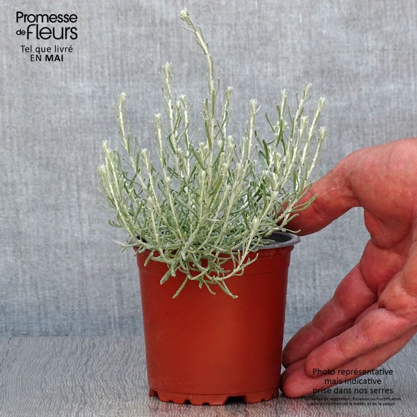 Esimerkki keväällä toimitetusta Mausteolkikukka taimena - Helichrysum italicum 8/9 cm taimiruukku-taimesta