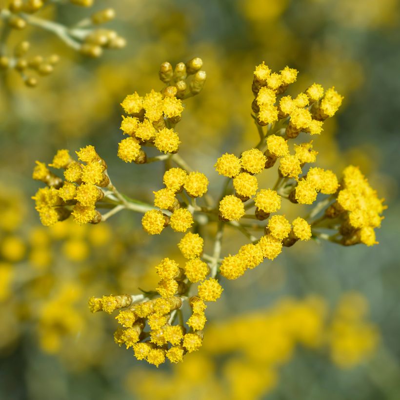 Mausteolkikukka - Helichrysum italicum subsp. serotinum (Kukinta)