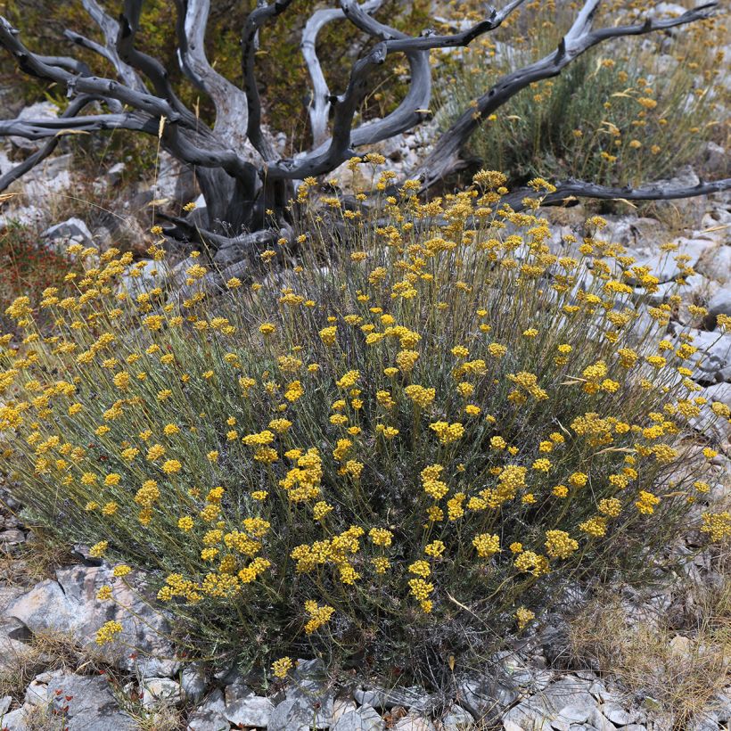 Mausteolkikukka - Helichrysum italicum subsp. serotinum (Kasvutapa)