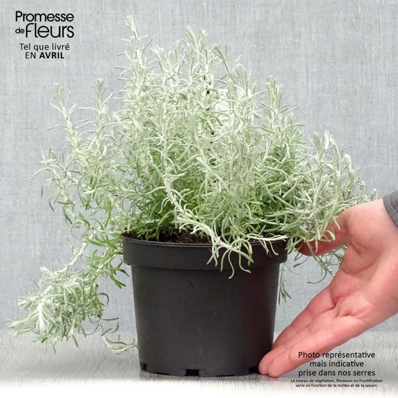Esimerkki keväällä toimitetusta Mausteolkikukka - Helichrysum italicum subsp. microphyllum 1,5 litran / 2 litran kannu-taimesta