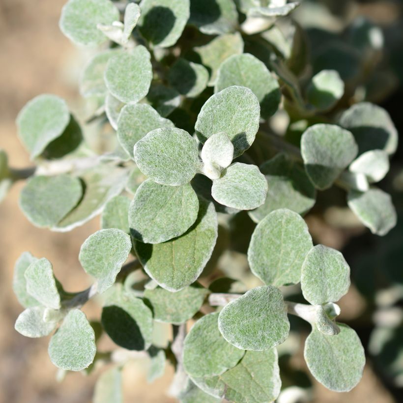 Hopeakäpälä Silver (Lehvistö)