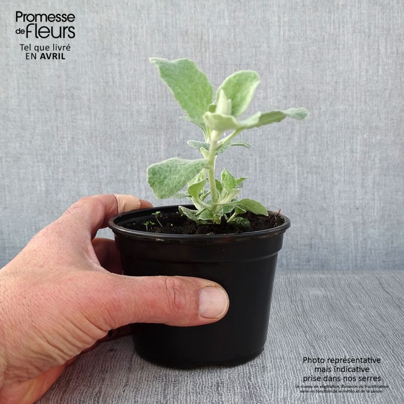 Esimerkki keväällä toimitetusta Hopeakäpälä Silver Godet de 8/9 cm-taimesta