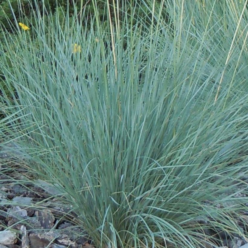 Ikikaura - Helictotrichon sempervirens (Lehvistö)