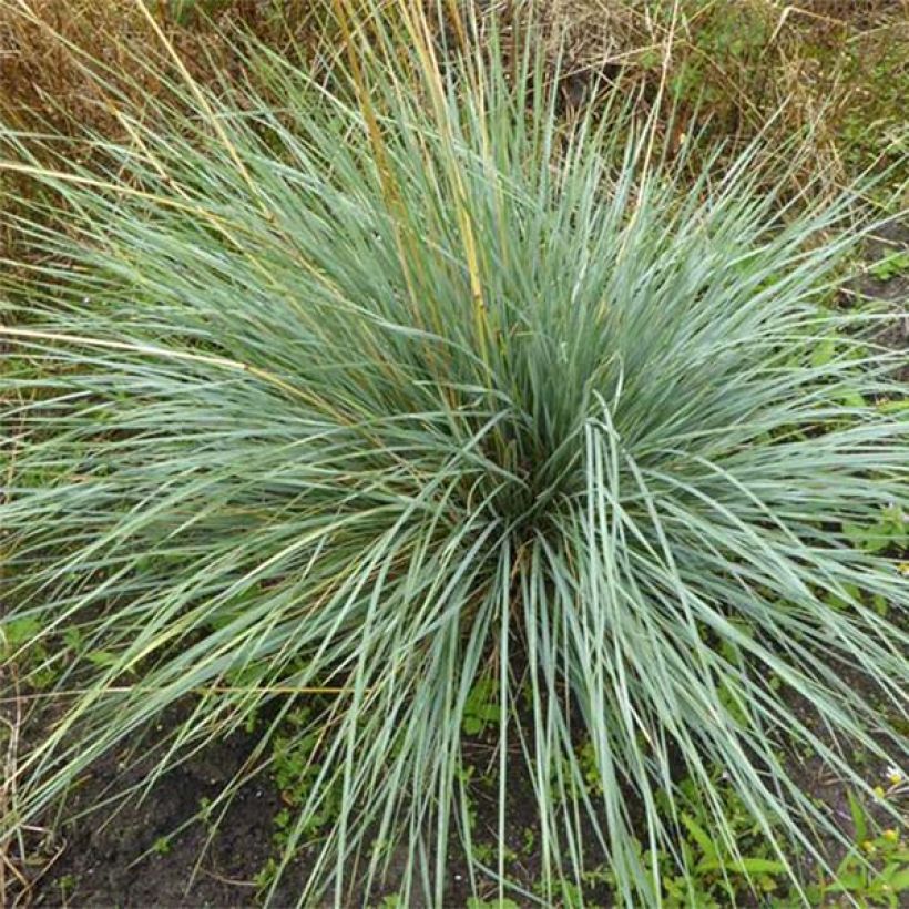 Ikikaura Pendula (Lehvistö)