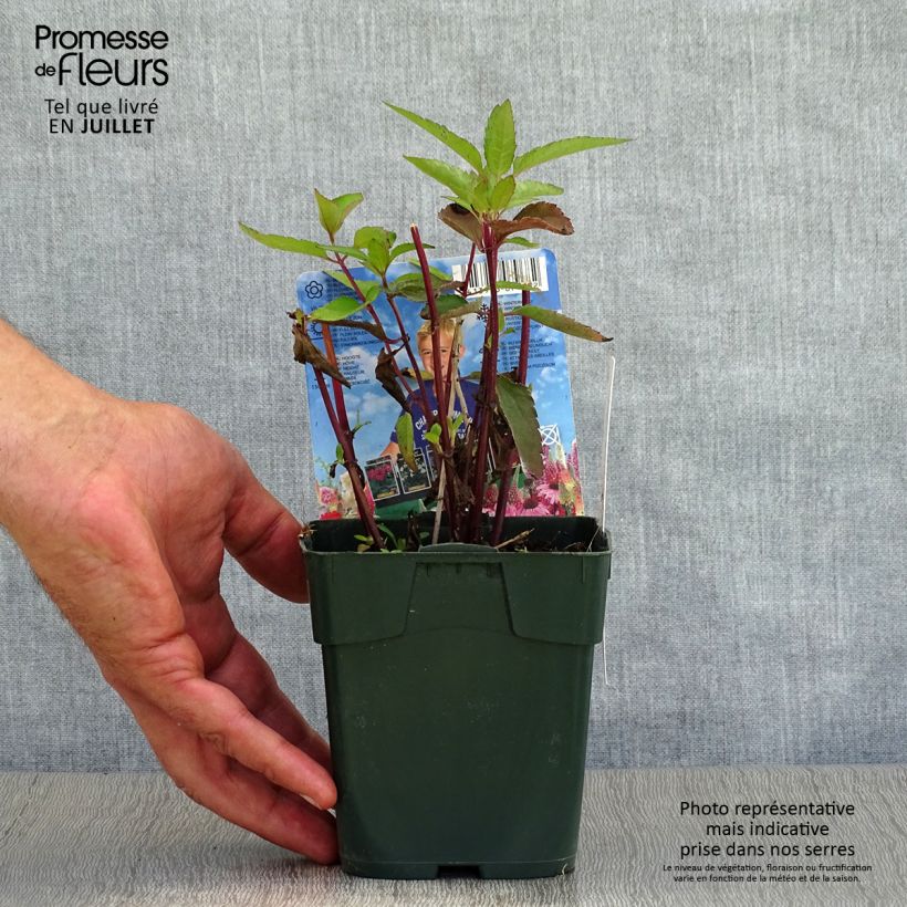 Esimerkki kesällä toimitetusta Päivänsilmä Burning Hearts Godet de 8/9 cm-taimesta