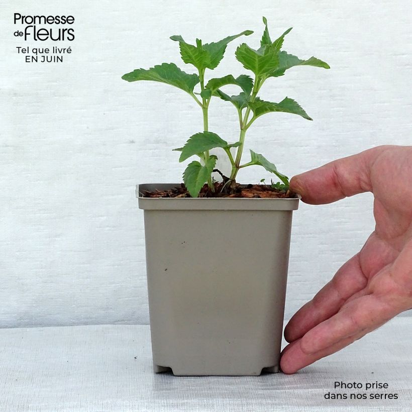 Esimerkki kesällä toimitetusta Päivänsilmä Tuscan Sun Pot de 10 cm/11cm-taimesta