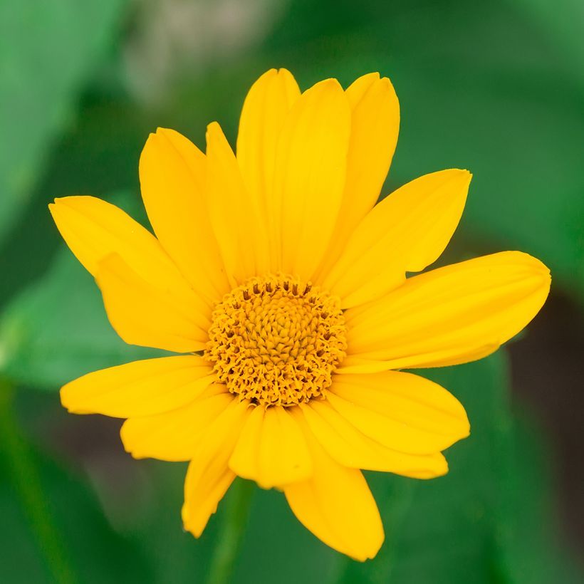 Päivänsilmä Tuscan Sun (Kukinta)