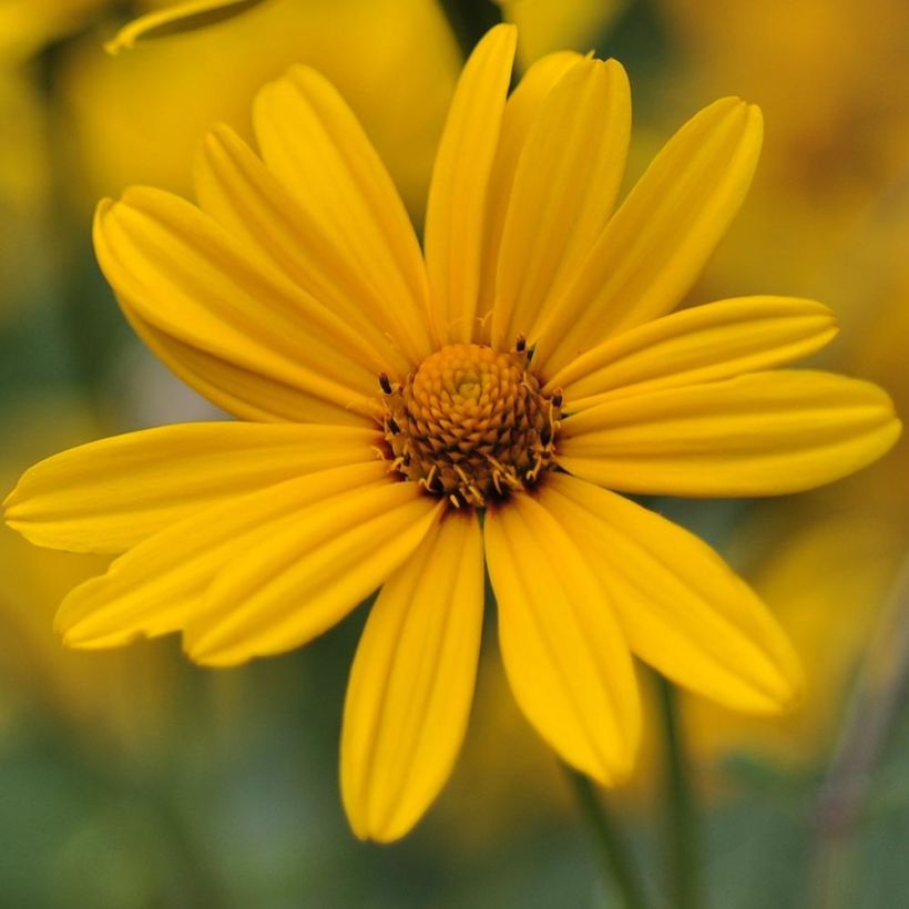 Päivänsilmä - Heliopsis helianthoïdes var. scabra (Kukinta)